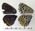  ( - RVcoll.06-K587)  @13 [ ] Copyright (2010) Unspecified Institute of Evolutionary Biology