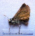  ( - RVcoll.08-M549)  @12 [ ] Copyright (2010) Unspecified Institute of Evolutionary Biology