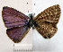  ( - RVcoll.08-M581)  @12 [ ] Copyright (2010) Unspecified Institute of Evolutionary Biology
