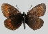  (Erebia sudetica - RVcoll.08-M797)  @13 [ ] Copyright (2010) Unspecified Institute of Evolutionary Biology