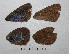  ( - RVcoll.07-C161)  @12 [ ] Copyright (2010) V. Dinca 2010 Unspecified