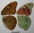  ( - RV-07-D069)  @12 [ ] Copyright (2010) Unspecified Institute of Evolutionary Biology