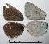  ( - RV-06-K599)  @12 [ ] Copyright (2010) Unspecified Institute of Evolutionary Biology