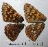  ( - RV-07-D205)  @12 [ ] Copyright (2010) Unspecified Institute of Evolutionary Biology