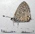  ( - RV-07-E448)  @12 [ ] Copyright (2010) Unspecified Institute of Evolutionary Biology