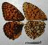  ( - RV-07-D344)  @12 [ ] Copyright (2010) Unspecified Institute of Evolutionary Biology