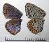  ( - RV-06-K588)  @13 [ ] Copyright (2010) Unspecified Institute of Evolutionary Biology