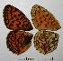  ( - RV-07-D543)  @12 [ ] Copyright (2010) Unspecified Institute of Evolutionary Biology