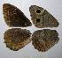  ( - RV-06-G531)  @12 [ ] Copyright (2010) Unspecified Institute of Evolutionary Biology