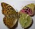  ( - RV-07-D073)  @13 [ ] Copyright (2010) Unspecified Institute of Evolutionary Biology