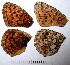  ( - RVcoll.08-M516)  @12 [ ] Copyright (2010) Unspecified Institute of Evolutionary Biology