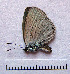  ( - RVcoll.08-M655)  @12 [ ] Copyright (2010) Unspecified Institute of Evolutionary Biology