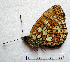  ( - RVcoll.08-M461)  @12 [ ] Copyright (2010) Unspecified Institute of Evolutionary Biology