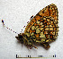  ( - RVcoll.08-M433)  @12 [ ] Copyright (2010) Unspecified Institute of Evolutionary Biology