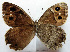 ( - RVcoll.08-M582)  @12 [ ] Copyright (2010) Unspecified Institute of Evolutionary Biology