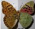  ( - RV-07-D071)  @13 [ ] Copyright (2010) Unspecified Institute of Evolutionary Biology