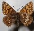  ( - RV-07-E677)  @12 [ ] Copyright (2010) Unspecified Institute of Evolutionary Biology
