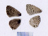  ( - RVcoll.08-M698)  @12 [ ] Copyright (2012) Roger Vila Institute of Evolutionary Biology