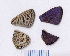 ( - RVcoll.08-M715)  @12 [ ] Copyright (2012) Roger Vila Institute of Evolutionary Biology