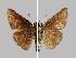  (Gegenes nostrodamus - RVcoll.08-M712.1)  @14 [ ] Unspecified (default): All Rights Reserved  Unspecified Unspecified