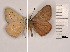  (Polyommatus fabressei - RVcoll.121109PY21)  @12 [ ] Unspecified (default): All Rights Reserved  Unspecified Unspecified