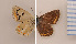  (Polyommatus nivescens - RVcoll.130209KL56)  @14 [ ] Unspecified (default): All Rights Reserved  Unspecified Unspecified