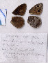 ( - RVcoll.08-J822)  @12 [ ] Copyright (2010) Unspecified Institute of Evolutionary Biology