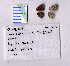  ( - RVcoll.08-J825)  @12 [ ] Copyright (2010) Unspecified Institute of Evolutionary Biology