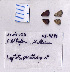  ( - RVcoll.08-P281)  @12 [ ] Copyright (2010) Unspecified Institute of Evolutionary Biology