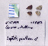  ( - RVcoll.08-P287)  @12 [ ] Copyright (2010) Unspecified Institute of Evolutionary Biology