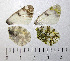  ( - RVcoll.08-M981)  @12 [ ] Copyright (2012) Roger Vila Institute of Evolutionary Biology