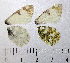  ( - RVcoll.08-M982)  @12 [ ] Copyright (2012) Roger Vila Institute of Evolutionary Biology