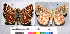  ( - Rvcoll.09-V519)  @11 [ ] Copyright (2015) Roger Vila Institut de Biologia Evolutiva (CSIC-UPF), Butterfly Diversity and Evolution Lab