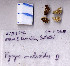  ( - RVcoll.07-F068)  @12 [ ] Copyright (2010) Unspecified Institute of Evolutionary Biology