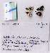  ( - RVcoll.07-W113)  @12 [ ] Copyright (2010) Unspecified Institute of Evolutionary Biology