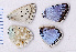  (Lysandra caelestissima - RVcoll.07-W230)  @13 [ ] Copyright (2012) Roger Vila Institute of Evolutionary Biology