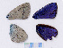  ( - RVcoll.08-H293)  @13 [ ] Copyright (2012) Roger Vila Institute of Evolutionary Biology
