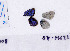  (Cupido lorquinii - RVcoll.08-H622)  @12 [ ] Copyright (2010) Unspecified Institute of Evolutionary Biology