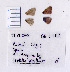  ( - RVcoll.08-L762)  @12 [ ] Copyright (2010) Unspecified Institute of Evolutionary Biology