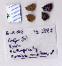  ( - RVcoll.08-L883)  @12 [ ] Copyright (2010) Unspecified Institute of Evolutionary Biology