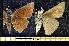  ( - RVcoll.08-M022)  @13 [ ] Copyright (2013) Roger Vila Institute of Evolutionary Biology