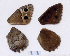  ( - RVcoll.08-P053)  @12 [ ] Copyright (2012) Roger Vila Institute of Evolutionary Biology