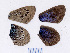  ( - RVcoll.08-R101)  @12 [ ] Copyright (2012) Roger Vila Institute of Evolutionary Biology