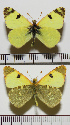  (Euchloe bazae - RVcoll.08-J313)  @13 [ ] Copyright (2013) Roger Vila Institute of Evolutionary Biology