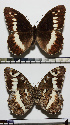  ( - RVcoll.08-L384)  @14 [ ] Copyright (2013) Roger Vila Institute of Evolutionary Biology