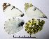  ( - RVcoll.09-T075)  @12 [ ] Copyright (2010) Unspecified Institute of Evolutionary Biology