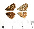  ( - RVcoll.06-A290)  @12 [ ] Copyright (2013) Roger Vila Institute of Evolutionary Biology