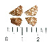  ( - RVcoll.06-A295)  @12 [ ] Copyright (2013) Roger Vila Institute of Evolutionary Biology
