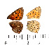  ( - RVcoll.08-H322)  @13 [ ] Copyright (2013) Roger Vila Institute of Evolutionary Biology