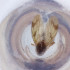  ( - FACE_021_H6)  @11 [ ] by  Genome Research Ltd as Wellcome Sanger Institute Genome Research Limited operating as Wellcome Sanger Institute